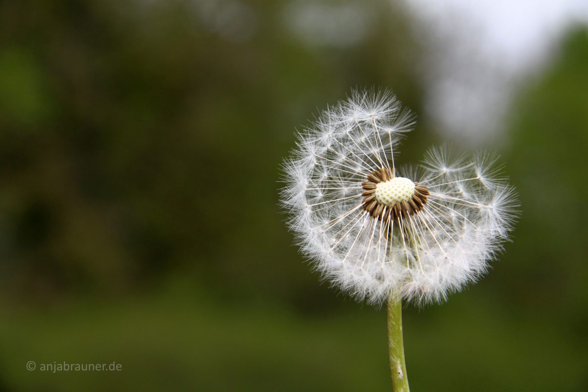 Pusteblume