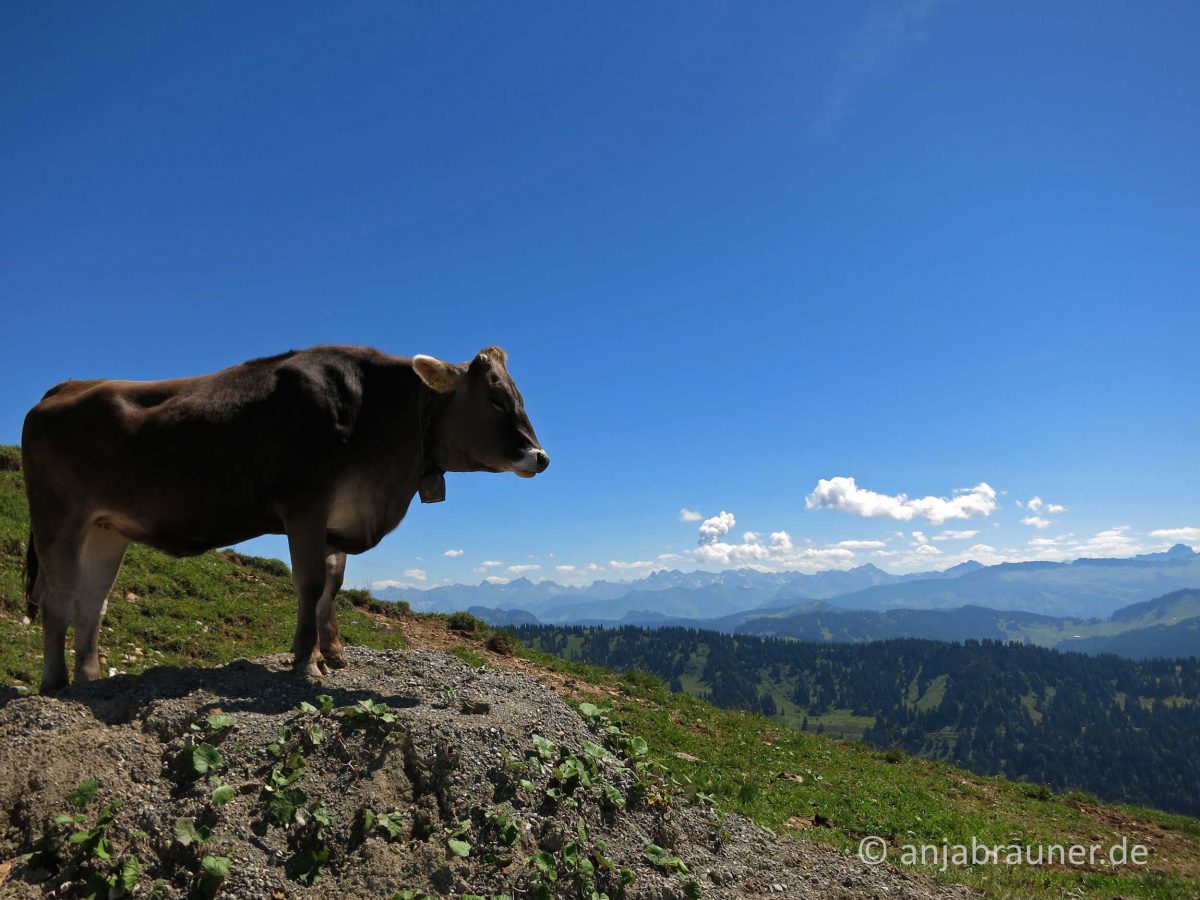 Blick vom Hochgrat