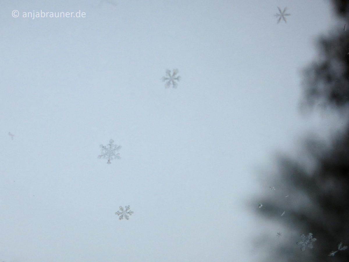 Wie gemalt… Schneeflocken auf der Windschutzscheibe