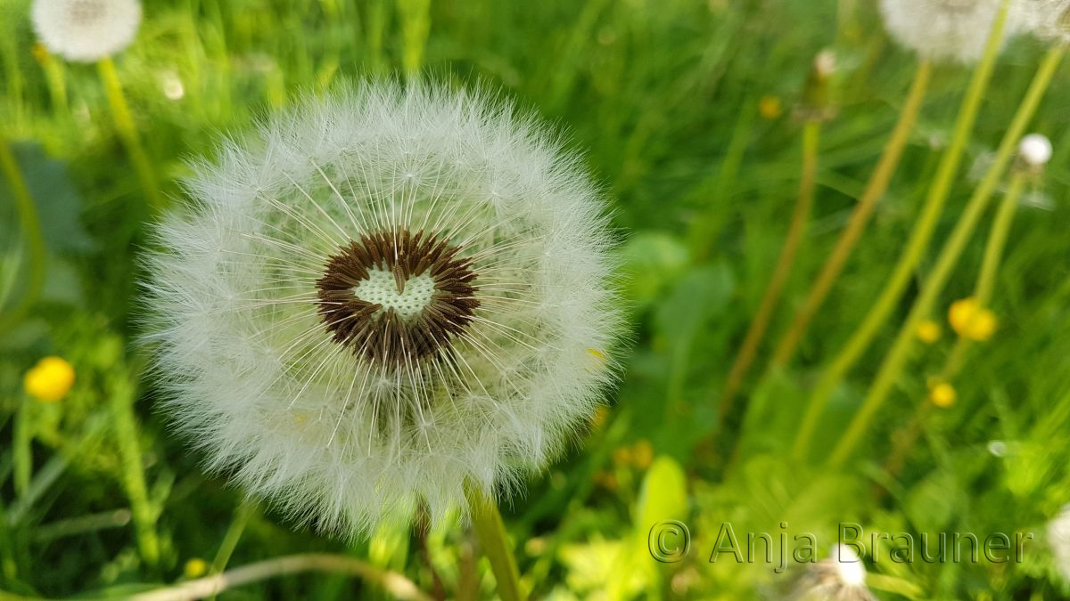 Pusteblume mit Herz ;-)